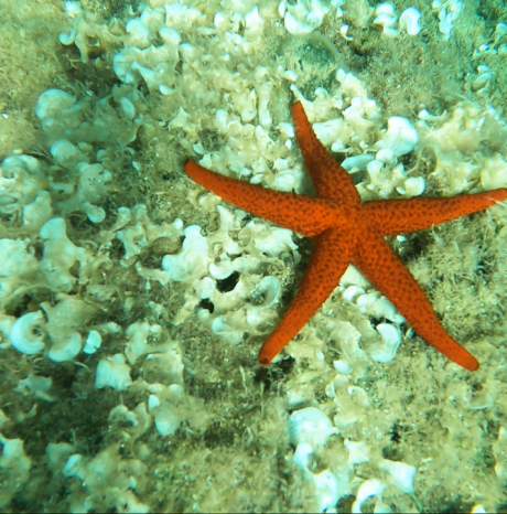 Snorkeling – Alla scoperta della vita sott’acqua - Agosto